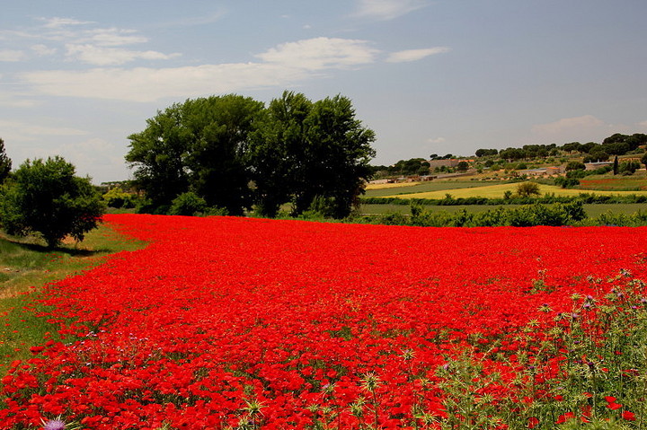 campos de amapolas en espana