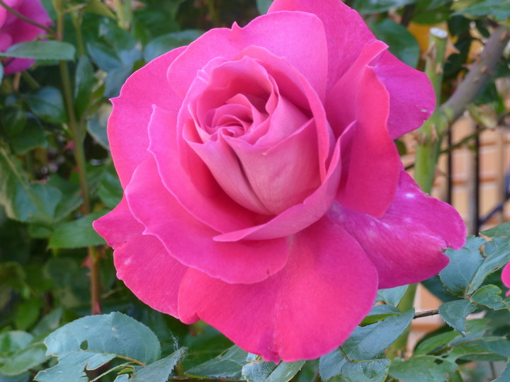 Imagenes Bonitas De Rosas De Cumpleaños | fotos de de entre las rosas os traigo las mas hermosas Imagenes Bonitas De Rosas De Cumpleaños | fotos de de entre las rosas os traigo las mas hermosas